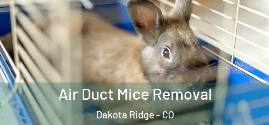  Air Duct Mice Removal Dakota Ridge - CO